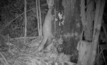 Pangolin climbing tree caught on camera trap in the dark at El Nido, Philippines