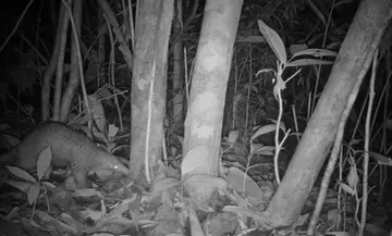 Pangolin scurrying in foliage in El Nido, Philippines 