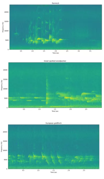 Examples of bird species classifications performed by BirdNET.