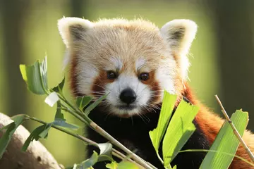The Red Panda (Ailurus fulgens) is the only living species in its family and one of the most evolutionarily distinct and threatened mammals on Earth.