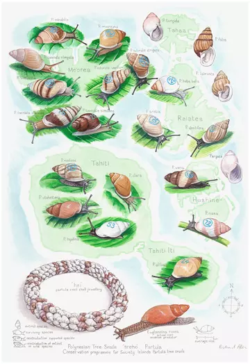 Richard Allen Partula snails painting showing different species and a drawing of a snail shell bracelet.