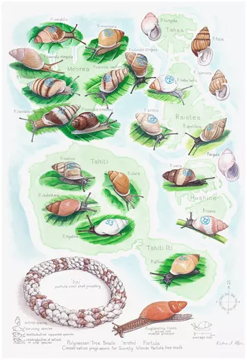 Richard Allen Partula snails painting showing different species and a drawing of a snail shell bracelet.