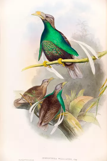  Standardwing bird of paradise by John Gould and Henry Constantine Richter in 'The birds of Australia', by John Gould.  Supplement, London: published by the author, 1869.