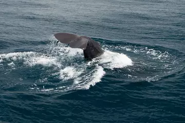 A sperm whale's tail flicks up out of the ocean