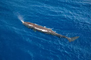 A sperm whale in the ocean