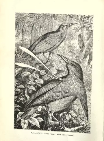 'Wallace's standard wing, male and female.' in The Malay archipelago, Vol. 2, London : Macmillan and Co., 1869.