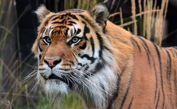 Sumatran tiger at ZSL London Zoo