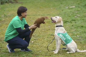 ZSL's Thailand Country Manager May Moe Wah presenting sniffer dog Bess with a pangolin plushie for her travels