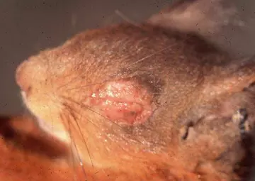 parapox red squirrel