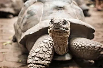 Giant tortoise face close up