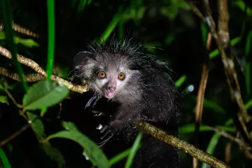 Aye-aye, an EDGE species we've identified as receiving low conservation attention.  