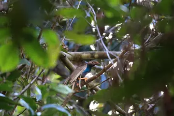 Standardwing Birds-of-paradise (Semioptera wallacii) in Halmahera, Indonesia