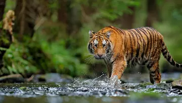 Tiger walkiing in a river