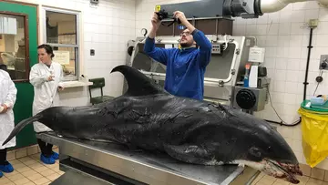 cetacean in lab