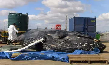 Humpback whale found in River Thames for CSIP post-mortem investigation led by ZSL