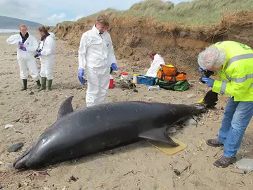 Bottlenose dolphin necropsy Hells mouth led by ZSL CSIP team