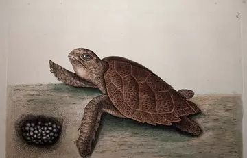 Hawksbill turtle from volume 2 of Catesby's ‘The natural history of Carolina, Florida and the Bahama Islands’