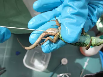 A cloacal swab is taken during a health examination of a sand lizard