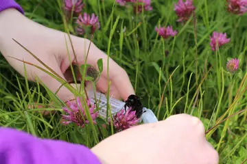 A short haired bumblebee is released into the wild as part of a reintroduction programme