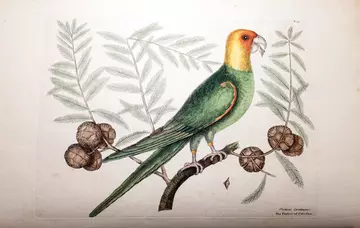 The parrot of Carolina - Mark Catesby 