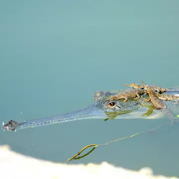 Gharial with hatchlings