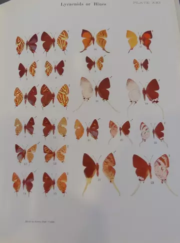 Lepidochromy butterfly book