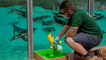 Keeper cleaning Penguin Beach glass for underwater viewing 
