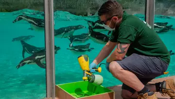 Keeper cleaning Penguin Beach glass for underwater viewing 