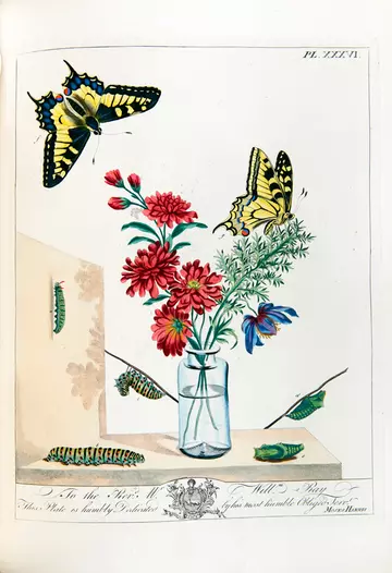 The Aurelian book butterflies surround flowers in a vase