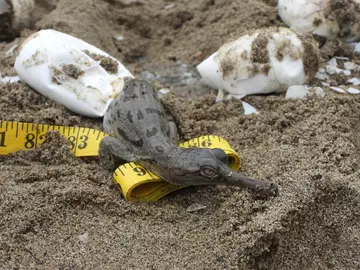 Hatchling baby onto measuring tape