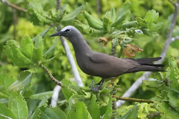 A lesser noddy standing on a tree branch 