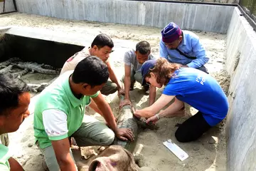 Microchipping gharial with the GCBC staff in Chitwan