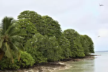 Native seabird breeding habitat, Chagos Archipelago 