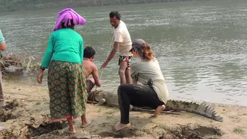 Releasing a sub-adult gharial