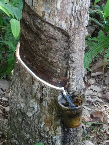 Rubber tapping in Indonesia