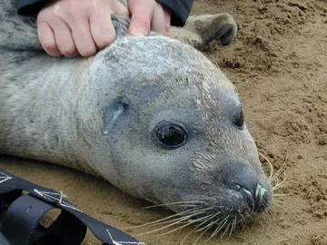 Seal on sandbank monitored by conservationists