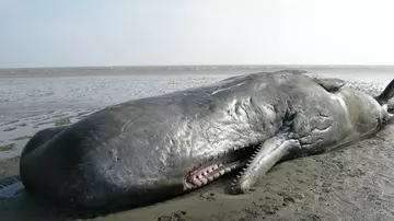 Sperm whale stranded on Pegwell Bay
