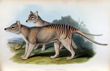 Thylacine painting 