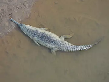 Adult female gharial