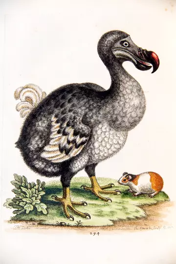 Dodo painting  with a guinea pig for scale
