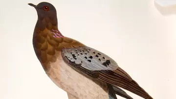 Passenger pigeon painting