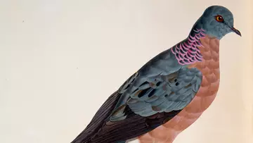 Passenger pigeon