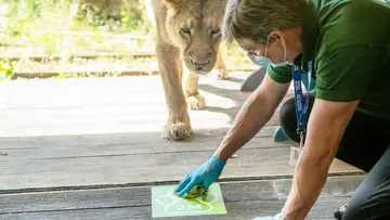 Zookeeper cleaning the floor near the lion habitat