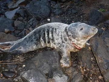 Entangled seal in the UK