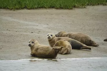 Common seals on the shore in the UK