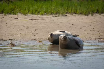 Common seals on the river