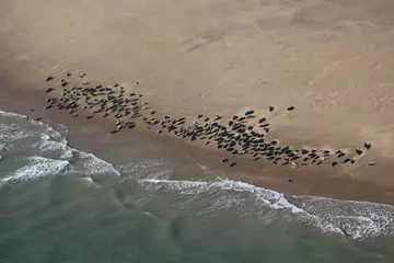 Seals aerial shot on beach in UK