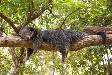 Binturong sleeping on a tree in Indonesia
