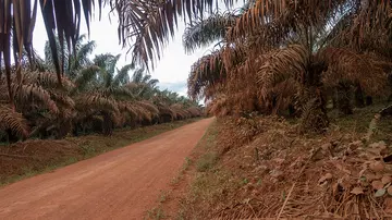 Road through an oil palm plantation in Cameroon