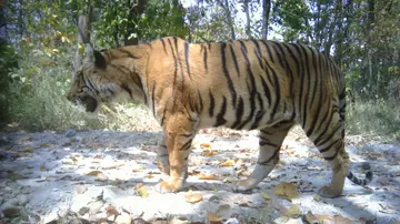 Tiger Nepal conservation work camera trap photo